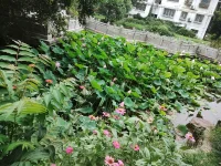 滿塘荷配圖