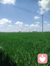田野，藍天，白云配圖