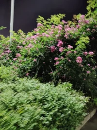一個干凈的人，并非不食人間煙火，不染世俗，而是靈魂深處有凈土，思想背后有初心。
                                           ?——楊絳配圖