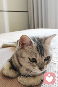 心安-不需要任何条件！

清晨，猫咪躺在我的臂弯，阳光在白色衣柜上投上明暗的光影。内心清明舒展，整个人沉静下来，时间仿佛慢到静止，不疾不徐，不惧不虑。

安然享受当下的温柔，突然意识到很多人总是为难自己:

一定要上进、要成功、要事事周全，稍微放空休息，心里就充满愧疚与焦虑。

做心理咨询师10年，很多来访都有情绪内耗的问题，他们害怕别人的评判、害怕自己不成功、害怕自己不完美、不上进、不敢休息，不是担心未来就是遗憾过去……根源都是：把自我价值，完全绑定在外在的成就和物质上。
我们习惯性忽略：你的安稳、松弛，本身就有意义，不需要任何成绩来证明！

分享一个1分钟当下觉察练习，焦虑的时候随时能用：

停下手里所有的事，全身心感受身边的光线、触感、呼吸，不对自己提任何要求，单纯允许自己“只是存在”。
不必永远向前奔跑，学会拥抱无所事事的时刻，才是和自己和解的第一步。