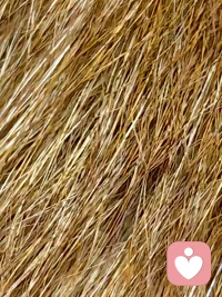 在被督導(dǎo)過程中，會(huì)感覺到自己是蒼白的、不足的、缺少底層技術(shù)的，帶著被攻擊的感覺、羞恥的感覺，一步步從淹沒性的挫敗到一點(diǎn)點(diǎn)地吸收去沉下心。主動(dòng)地把痛與恥亮上桌面，才可能有提高的喜悅。咨詢何嘗不是類似于此？配圖