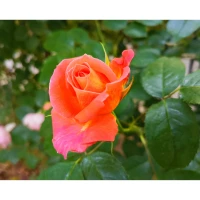 人之所以會(huì)抑郁和強(qiáng)迫，是因?yàn)樵谒^(guò)去的思維模式中，有很多負(fù)面的反應(yīng)模式。例如，他會(huì)用自責(zé)，內(nèi)疚和自我攻擊去回應(yīng)發(fā)生在自己身上的事情。因此形成了自卑、敏感、多慮、多疑、完美主義等性格特征。這些是沒有做到自我接納的一種結(jié)果。配圖