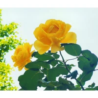 穩(wěn)定的自我價(jià)值感，來源于對自己的深刻理解，以及持續(xù)的行動(dòng)，在行動(dòng)中，找到自己的位置。
不要把心理咨詢當(dāng)作藥到病除的神藥，而是當(dāng)成理解自己的工具，當(dāng)成陪伴自己的拐杖，利用它幫助自己往前走。配圖