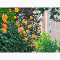 爱自己的第一个层面：
吃好、喝好、睡好、冷暖照顾好，健康长寿。爱自己的第二个层面：收拾打扮好自己，补充自己的知识面，去接受文化艺术的熏陶，做个讲卫生、得体、有礼貌、有美感、热爱生活的人。爱自己的第三个层面：接受自己的出身，接受自己的容貌，接受自己的境况。爱自己的第四个层面：正确对待自己的情绪，允许它们的存在，重视的表达，接受它们的爆发。慢慢学习与之相处导、不抗拒、不评判、放松观察它们的流经。爱自己的第五个层面：常做总结，去沉思、觉察情绪背后的原因，这些原因来自哪些原始伤痛，直视伤痛和拥抱伤痛。爱自己的第六个层面：我们身体的每个细胞都有许多记忆和印痕，每一个情绪都是这些古老印痕的表达，其实每一个情绪就是一个众生。我们能与每个情绪和解、深深地爱上每个情绪，不就是开始爱自己体内的众生了吗？爱自己的第七层面：我们经由爱自己，走向爱自己体内的众生，走向爱外在的众生，从而开始了真正的身心灵合一。配图