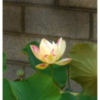 “樂不可極，樂極生悲；欲不可縱，縱欲成災；酒飲微醉處，花看半開時。”天道忌盈，業不求滿。若業必求滿，功必求盈，不生內變，必招外憂。人生在世，做人不必苛求，做事不必完美，樂不可享盡。為人做事懂得適可而止，對別人是一種寬容，對自己是一種余地。配圖