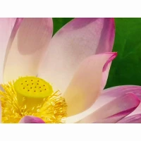 以清净心看世界，用欢喜心过生活。再美的花园，都有不洁净的东西；再幸福的生活，都有不如意的事情。世界总是优劣并存，注意力在哪里，你的心就在哪里。以清净心看世界，红尘的喧嚣就无法动摇你的心；用欢喜心过生活，生活中的不如意就影响不了你的心情。天堂与地狱，只在一念之间。配图
