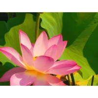 《佛陀传》：“他禅坐的时候，已能够把念头放下，甚至对过去和未来都全无牵挂。虽然他感到思想和执著的种子仍然存在，但他已达到一种平静和喜悦的妙境。数星期后，悉达多的定境进展到连思想和执著的种子都化解了。跟着，他再进一步达到禅悦和非禅悦两者皆亡的境界。他只觉得五样感官的门道都已闭上，而他的心境就寂静平和得像风平浪静的湖水。”配图