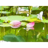 教育不是控制，而是支持理解和陪伴。
風(fēng)可以輕易地吹起一張紙，卻無法吹走蝴蝶，因為生命的力量，在于不順從。
所以，希望孩子們擁有一個如約而至的青春叛逆期，獲得一個自己說了算的人生。
與天下父母共勉！配圖