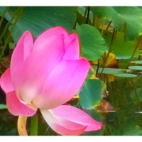 《佛陀傳》：“在念頭之中失卻了自己，是會(huì)妨礙我們與生命真正接觸的。如果你被擔(dān)憂、懊惱、焦慮、嗔怒或嫉妒所操縱，便會(huì)失去與生命的美好神奇接觸的機(jī)會(huì)了?！迸鋱D