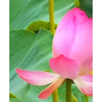 《佛陀傳》：“我們的愛，是應該給我們所愛的人帶來和平和幸福的。如果我們的愛存有占有的私心，我們便沒可能給他們平和快樂；相反，我們只會令他們感覺被困。這種愛不外是一種牢獄。”配圖