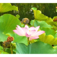 《佛陀傳》：“你們必須看清楚你們的內(nèi)心和外境，以能拔除所有的妄見，因妄見才是痛苦的根源。找到了痛苦的根源才能明白痛苦是什么。一旦明白了痛苦是什么，你才可以不為它所纏縛。””配圖