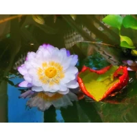 《佛陀傳》：“萬(wàn)法因緣生，萬(wàn)法因緣滅。”配圖