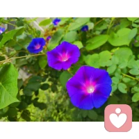 “擁抱自由的關鍵是自發性——經歷并表達出我們真實的欲望。當我們知道我們自己要做什么而不是別人期望我們做什么的時候，我們表達出了內在的感情。”——弗洛姆配圖