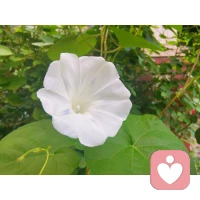 “每個人都是帶著使命來到人間的。無論他多么的平凡渺小，多么的微不足道，總有一個角落會將他擱置，總有一個人需要他的存在。”配圖