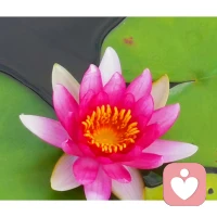 武志紅＞

缺少主觀積極性的學習，帶來的結果可能就是父母們付出了很多，但作用卻不大。只有你的孩子充分承擔起他自己應該承擔的責任：
無論學習也好，健康也好，自我發展，努力奮斗也好，他必須充分接受這是他自己的事，為之投入，你才會輕松省力。
只有我們不再「替」孩子負責，才有可能真正「對」孩子負責。配圖