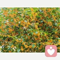 擁抱自由的關(guān)鍵是自發(fā)性一一經(jīng)歷并表達出我們真實的欲望。當我們知道我們自己要做什么而不是別人期望我們做什么的時候，我們表達出了內(nèi)在的感情。一一弗洛姆配圖