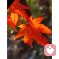 心理学家埃格尔博士：自由的基础是具备选择的力量，而走出困境的关键在于以何种态度、何种方式回应我们的遭遇。配图