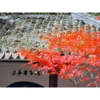 新年伊始，擁抱傷痛，釋懷遺憾。
從現(xiàn)在起，別再回頭，別再糾結，大膽跟過去做個斷舍離。
那些力所不能及的事情，放下；
那些掌控不了的事情，釋然。
舊的故事結束了，新的故事才能繼續(xù)。配圖