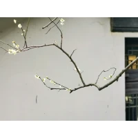 風(fēng)可以吹起一張大大的白紙，卻無法吹走一只蝴蝶。
生命的力量，就在于不順從。配圖