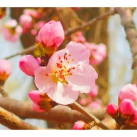 榮格曾說：內(nèi)在小孩是一切光之上的光，是療愈的引領(lǐng)者。
重新養(yǎng)育我們的內(nèi)在小孩，是走出痛苦循環(huán)的開始。配圖