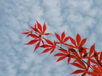 在2歲以前的所謂前語言期，一個人經受的創(chuàng)傷會儲存在大腦原始區(qū)域，形成內隱記憶，構成相對封閉的神經回路，不容易受到新腦即大腦皮層的影響，這就是為什么“明白很多道理，卻過不好這一生”的生物學層面的解釋。”配圖