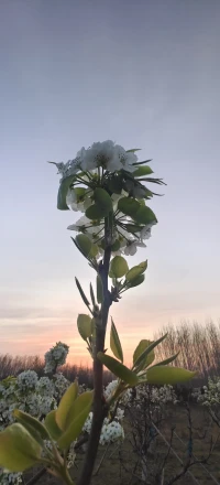 總有一天你會明白，你驚艷不了誰的人生，但可以溫柔自己的歲月。配圖