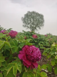 沒有經(jīng)歷過愛情的人生是不完整的，沒有經(jīng)歷過痛苦的愛情是不深刻的。愛情使人生豐富，痛苦使愛情升華。配圖