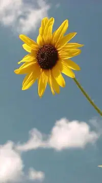 你不用變得很外向，內向挺好的，但需要你發言的時候，一定要勇敢。正所謂：君子可內斂不可懦弱，面不公可起而論之。配圖