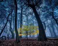 在短暫的生命里尋找永恒。配圖