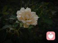 物來則應事去則空配圖