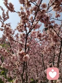 所有的證書，學(xué)習(xí)經(jīng)歷和實(shí)踐經(jīng)驗(yàn)都是為了成為現(xiàn)在的“我”。而那個(gè)“我”又不是可以用看得見的證書來定義的。同時(shí)，即使自己全面的介紹了自己是什么樣的人，與你看見感受到的那個(gè)人又不是一個(gè)人。視角不一樣，需求不一樣，目的不一樣。那個(gè)人呈現(xiàn)出的是不同的面向。對(duì)于來訪者，那個(gè)“我”就是你解決問題的工具，好用就行了。配圖