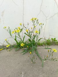 生命力的顽强，
你不试一试，
怎么知道自己能走多远？
人生的顶峰时刻到底会在你人生的那个阶段？配图