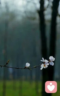 給你的禮物
——葉芝
你不知道，給你選一份禮物會那么艱難，似乎什么都不合適。
為什么要送黃金給金礦，
或送水給海洋。
我想到的一切，
都像是帶著香料去東方。

給你我的心臟，我的靈魂，
無濟于事，
因為你已擁有這些。

所以，
我給你帶來了一面鏡子。
看看你自己，記住我。配圖