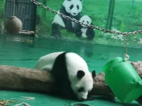 在一切變好之前，我們總要經(jīng)歷一些不開心的日子，喪氣的時(shí)候告訴自己，千里迢迢來到這個(gè)人間，不是為了尋找失敗的。
所以耐心一點(diǎn)，給好運(yùn)一點(diǎn)時(shí)間，為了幸福，加油配圖