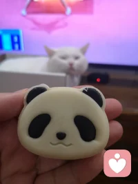 兩只可愛的貓貓，各有各的美。配圖