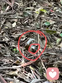 周末生活
第1件事情就是在爬山的路上，聽到一聲叫聲，好像是老鼠叫，又好像是鳥叫。循著聲音的方向發現了一條蛇。正頭朝下，尾巴在上，倒掉在一個樹枝上。在意外和驚喜中觀察這條蛇。原來是在樹上一個鳥窩里面吃了一只鳥，鳥發出的慘叫聲。蛇聽到我們上山的腳步聲，感覺有人來了，然后他就速戰速決，抓了鳥就走。
第2個件事就是盤古山。盤古開天辟地的地方。這個山的海拔1500米。爬山的體驗感非常好。因為三保持了原生態。人少，清靜，清涼。配圖