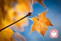 人生如四季，四季如人生。正當秋意濃，今天的你，還好嗎？配圖