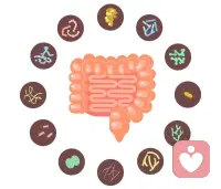 腸道菌群甚至影響了你的性格

人并非生活在一個無菌環境中，我們身體和環境中存活著許多微生物。
人其實是一個“行走的菌群”人體約有10萬億個細胞，但你知道人體內又有多少細菌嗎？答案是 100萬
億！！！！約為其本身細胞總數的 10倍。
人體腸道的大多數微生物（包括細菌）來自于出生時母親的產道，如果是剖腹產，這些微生物則來自于皮膚和周圍環境。
每個人的腸道中都有不同的細菌種類和菌株成分，其中大約四分之一的腸道細菌是獨特的，相當于是你的細菌“指紋”；
細菌還會影響你的習慣、情緒，甚至你的性格。
腸道菌群決定了你的飲食習慣
你愛吃麻辣燙、火鍋、小龍蝦、奶茶、炸雞、漢堡、碳酸飲料...其實不是你愛吃，可能你養成的腸道菌群愛吃的。
腸道菌群非常有趣，例如厚壁菌就是喜歡高熱量食物，如果腸道內厚壁菌數量多，就會對大腦釋放要攝入高熱量食物的信號，所以腸道菌群是會影響個人食物偏好。
但是有時候你會感覺你的飲食偏好發生變化。
假如你是一個北方人，第一次去南方，吃到了北方的折耳根。那么你的腸道菌群有兩種反應：
第一：你的腸道細菌并不喜歡這個新的味道，你不想再吃，甚至“吐”了。那是因為你的腸道菌群，以為是外來細菌入侵了，所以給吐了；
很多“水土不服”就是這樣發生的。
第二：這個味道進入你的腸胃，某些沉睡的菌群被喚醒，發現：“哇，真是臭味相投”啊，那就是你的腸道菌群接納并喜歡這個味道。
從此，隔一段時間，你的菌群就想起這個味道來，你的飲食習慣便開始發生了一點改變——你的飯里慢慢離不開折耳根了。
這就是你的腸道菌群對飲食習慣的影響。
腸道菌群和性格存在因果關系2015年，《美國國家科學院院刊》發表的一篇名為“細菌影響大腦”的新聞特稿，其中表達了一種新的觀點：你體內的細菌決定了你的性格）研究人員將抑郁癥患者的糞便轉移到無菌老鼠或抗生素清除腸道細菌的老鼠體內。
目的是為了證明在抑郁患者中發現的腸道菌群的改變是否是他們情緒下降的直接原因。
結果很有意思，這些接受了糞菌移植的老鼠會開始表現出抑郁樣的行為。
這樣的實驗明確表明，抑郁癥患者腸道中的某些微生物、菌群類別，會影響小鼠的行為舉止，產生焦慮的行為和大腦功能。配圖