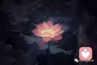 我们能够支持我们内在的痛苦的时候，你会发现在所有的痛苦的外表之下，那个包装里面，都藏着一个巨大的礼物，那个礼物叫智慧，就是慈悲，因为你愿意深深的探索你自己，你愿意深入你自己，你也慢慢的能够深入别人同理他人，了解他人或者叫理解他人，然后你会发现这些痛苦会带给你成长，这些痛苦会带给你升华，这些痛苦会让你那个本来的自信的光芒会一点一点的散发出来，这就是佛家讲的烦恼即菩提。配图