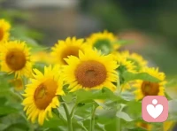 自以為是的愛叫傷害
真正的愛是站在接受者的角度去思考的。當對方的心里感受到 ，那才叫愛 ，當他的心里感受不到， 那就不叫愛。而不是自己自以為是的給出 ，當對方不接受的時候還特別的受傷 。配圖