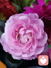 懒惰的人，被认为是缺乏爱的表现，只有内心充满爱才能热爱生活，而这种热爱会激发内在驱动力，拥有内在驱动力才会迈出行动的步伐，有了行动力才会取得成就。然而，一个缺乏爱的人，对任何事情都没有兴趣，无论做什么，只持续片刻的热情，他们对工作和学习感到厌恶，因为这不仅需要体力，更重要的是消耗心力，心力及爱就如同爱一个人一样，你愿意为之付出一切，不会觉得累，而缺乏爱的人对生活漠不关心，对周围的人也提不起丝毫兴趣，他们内心空虚乏味，每天只是勉强过日子，因此，呈现出极度懒散的状态。配图