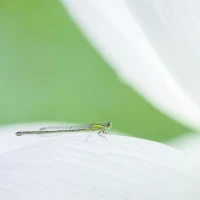 從心理學(xué)角度看，一個(gè)不會(huì)撒嬌的人，通常是能量較低的個(gè)體，這是因?yàn)橐粋€(gè)缺愛、缺少能量的人是不懂表達(dá)溫柔的。也就是說，當(dāng)一個(gè)人的能量很弱時(shí)，他表現(xiàn)出的往往是強(qiáng)硬和冷淡。相反，從小受到愛護(hù)的女孩，早在兒時(shí)就掌握了如何撒嬌和顯得柔弱，以此去驅(qū)動(dòng)父親，實(shí)現(xiàn)自己的愿望。這種能力在他們成年后會(huì)被運(yùn)用，在與伴侶的關(guān)系中，這是一種強(qiáng)烈的安全感，也是與父親穩(wěn)定連接的結(jié)果。而一個(gè)缺乏愛的人因?yàn)闆]有足夠的信任和愛，他們要么把對(duì)方看得很高，要么過于獨(dú)立，不依賴對(duì)方，這都會(huì)使得對(duì)方在關(guān)系中找不到自己的存在感和價(jià)值感。配圖