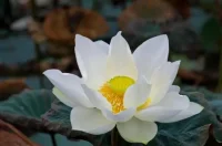 如何面面對原生家庭的恨？如果在原生家庭中感覺到恨，在那里就存在一個被扭曲了的自己，就會有非常多的無力感，這種無力感會讓我們覺得自己很抑郁，所以呢，恨是一個人不想再抑郁和沉淪的一種保護自己的情緒，你要面對的核心不是恨，你要面對的是抑郁的情感和無力的感覺，那如何面對呢，就是在關系中消化、代謝、排泄。配圖