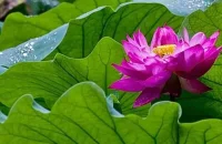 原生家庭決定了你和別人相處的方式，一個人對其他人的態(tài)度和模式，和他的原生家庭的模式是有很大關系的，假如說這個人的父母呢，對他特別地苛刻，他在和別人建立關系的時候，他不是就表現(xiàn)的很順從，就是也變成了一個控制型的人。假如在一個家庭中，父親風流，母親總在孩子面前抱怨自己的丈夫風流成性，那么這個孩子發(fā)展親密關系的模式，要么就是壓抑自己像母親一樣特別的傳統(tǒng)，中規(guī)中矩。要么就變成了一個像父親一樣特別風流放蕩的人，覺得只有通過性才能建立關系，通過性呢，來去獲得愛。配圖