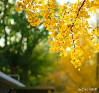 小寒，如果冷是一種體感，那寒更像是一種情緒，身體知道，心也能通達，天寒地凍，天地都在拒絕你，你又無法招架，那就順著感覺把自己藏起來，小蟲子的藏是深埋入土大樹，讓葉子離開，留下枝干，在冷風中倔強，這是去掉鋒芒，留下根本。草，小草屏住呼吸，無處可藏，就把皮囊變成了盔甲，向內凝住，蓄積越多，向外就會越有承受力，有時候停止，反而在前進，好好吃飯，好好睡覺，就能生長，你看，那棵小草就是這樣不藏而藏，所以藏并不是躲，是取舍，是內求沉淀，冬天的冷是有意義的，懂得過冬天，就會懂得逆境低谷，埋沒都不是終結，因為還有春天，春夏秋冬看似分割，實則相連，他們是天地的呼吸，而我們要做的就是讓我們自己的呼吸和天地的呼吸同頻，一呼一吸，一開一合，一收一放，生命會延續釋放，舒展萬物，會形成生長更迭，一個不慌不忙的世界，才可能久遠，才可能經久不衰，歷久彌新。配圖