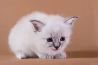 不要以現在的認知指責過去的自己，永遠不要站在現在的立場去批評過去的自己，很多人成長之后，會對過去的自己充滿羞恥，會覺得我過去怎么那么蠢？我當時做的選擇太錯誤了，導致現在過不好等等，這樣一來，你的成長對于自己的過去，反而構成了一種鄙視，這也導致了一種撕裂的發生，盡管你成長了，但你沒有享受到成長的喜悅，反而成長構成了一種負擔，構成了你內在一種更深的矛盾，我們得明白你現在的高度是為了更好的理解和接納過去的自己，而不是為了批評一切。配圖