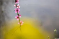 我想愛你而不用抓住你       
欣賞你而無須批判你，              
和你齊參與而不會傷害你   
邀請你而不必強求你離開           
你亦無須言歉疚
批評你但并非責備你
并且
幫助你而沒有半點看低你
那么
我倆的相會就是真誠的
而且能彼此潤澤
--維吉尼亞·薩提亞《我和你的目標》配圖