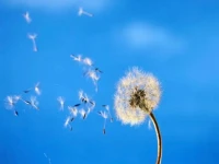 討好型人格的主要特點。
一是缺乏自信 對自我的認同感很低 ，要依賴外界的肯定和贊揚來獲得自我滿足感 。二是害怕沖突過度迎合 所以在人際關(guān)系中過于被動， 缺乏主見 。三是不會拒絕 對于不合理的要求 也會選擇順從 不敢表達自己的想法和意見 ，擔(dān)心自己 的意見和別人不同 就會招來指責(zé) ，批評 ，得不到別人的認可 。四是取悅他人，把別人的需求建立在自己的需求之上 。因為好型的人認為別人滿意比自己滿意更重要 ，因此會不自覺的去取悅別人 ，我的原因是渴望他人的認可和表揚 。配圖