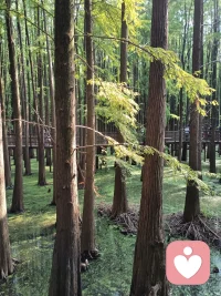 即時寒冷的冬天，也有梅花傲然開放．
不要把傷痛記在心里，在看到愛和光明，
讓自己成冬天中的暖意，艱難中的希望。配圖