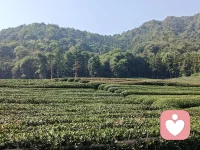 一真一切真，萬境自如如。配圖